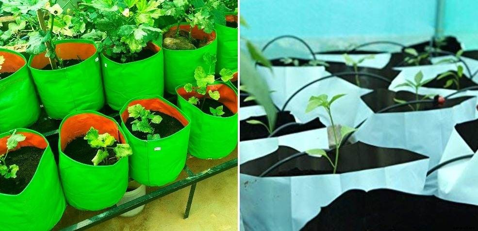 Growing Vegetables In Grow Bags – At Home
