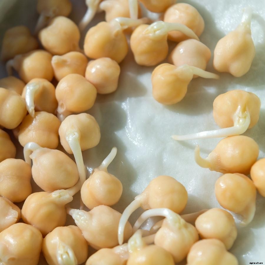 Growing Chickpeas At Home – Bengal Gram/Chana