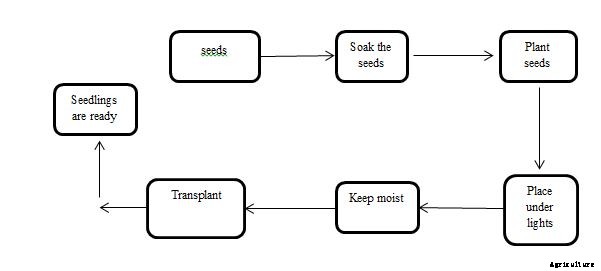 Vegetable Seed Germination Chart – In India