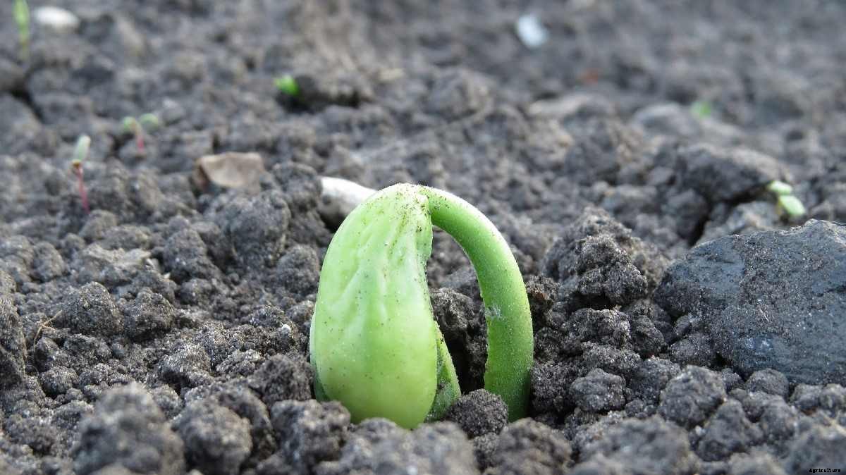 Vegetable Seed Germination Chart – In India