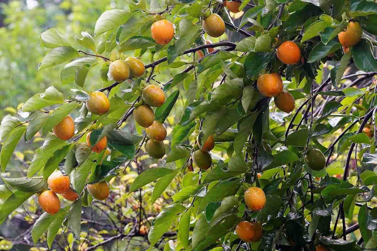 Growing Fruits In Shade – A Full Guide
