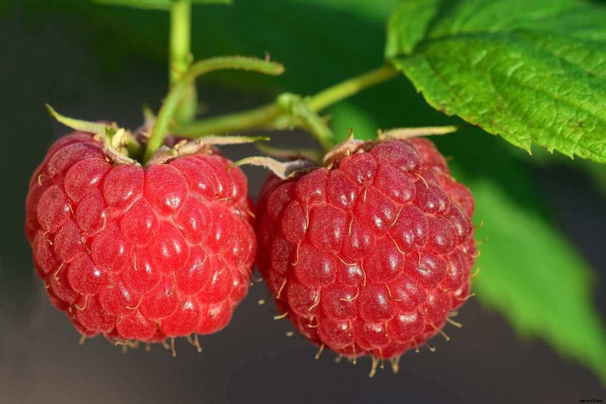 Growing Fruits In Shade – A Full Guide
