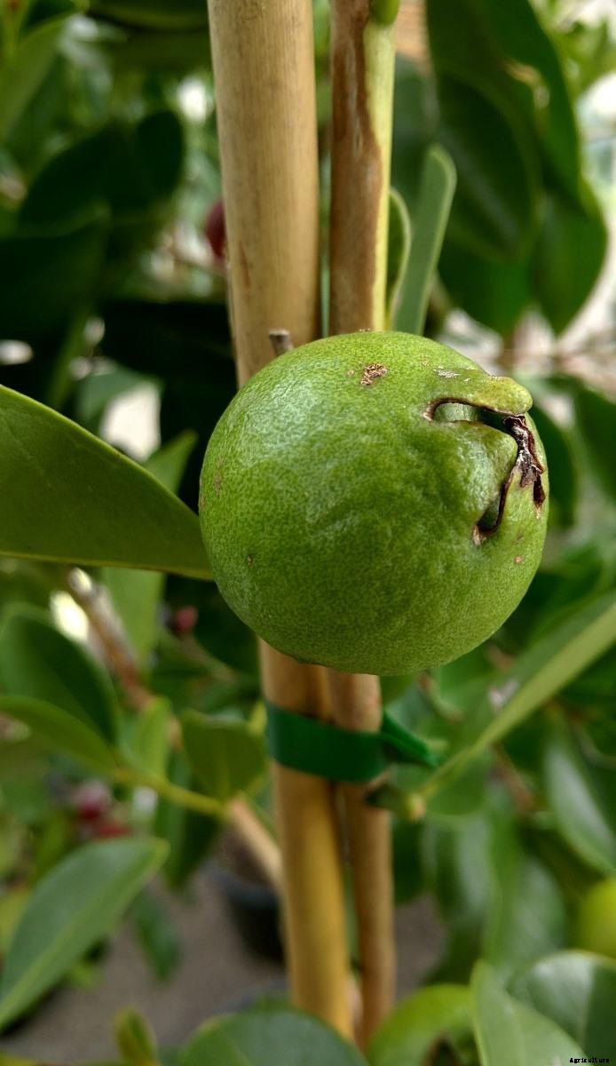Growing Thai Guava At Home – From Seeds, Cuttings