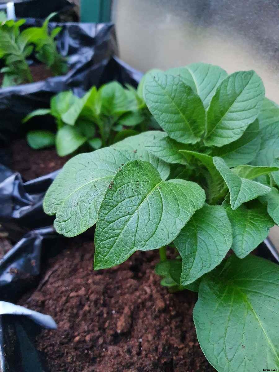 Growing Baby Potatoes In Pots – Indoors At Home