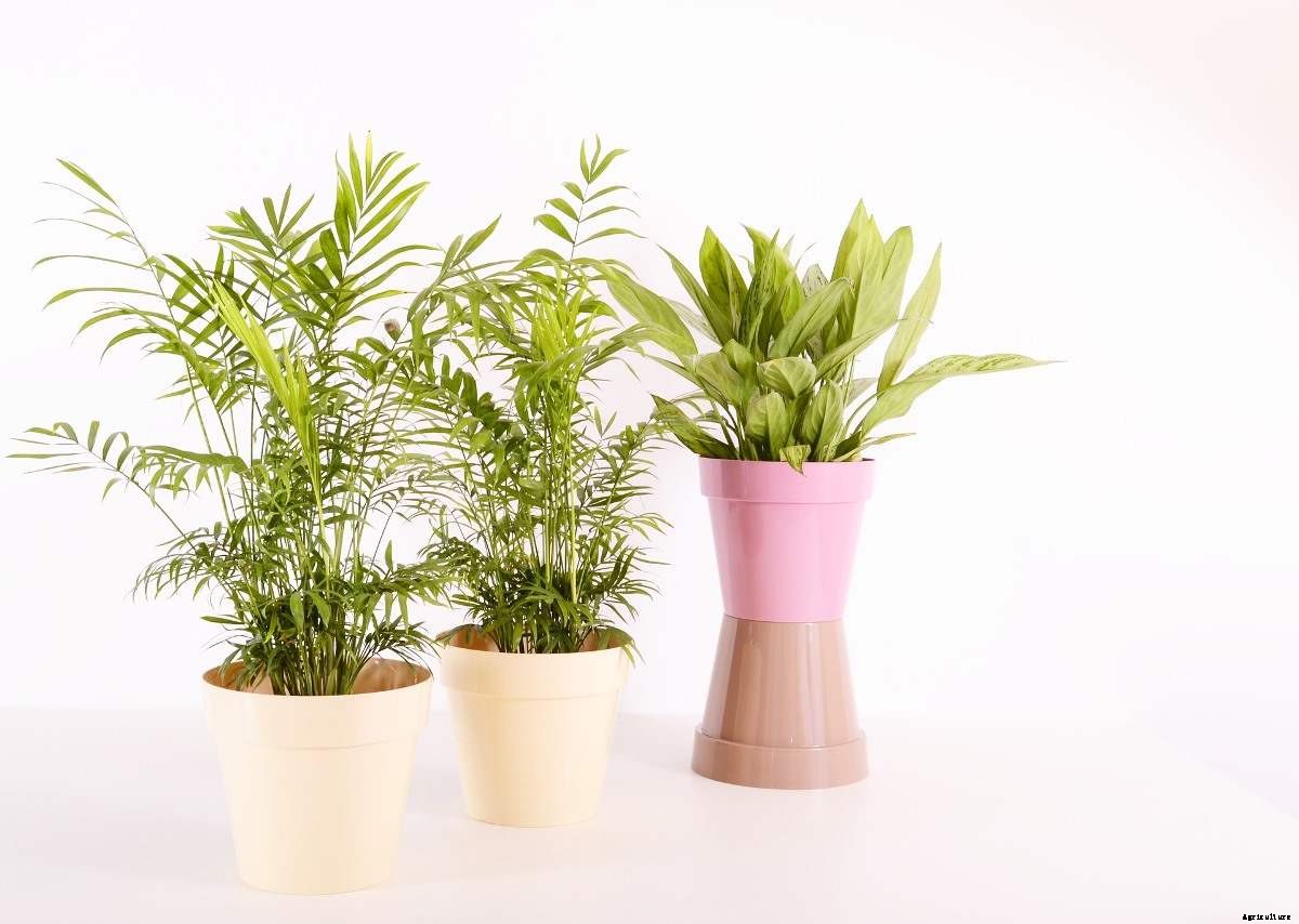 Pruning Houseplants – Basics, Ideas, Techniques, Tips For Indoor, Balcony