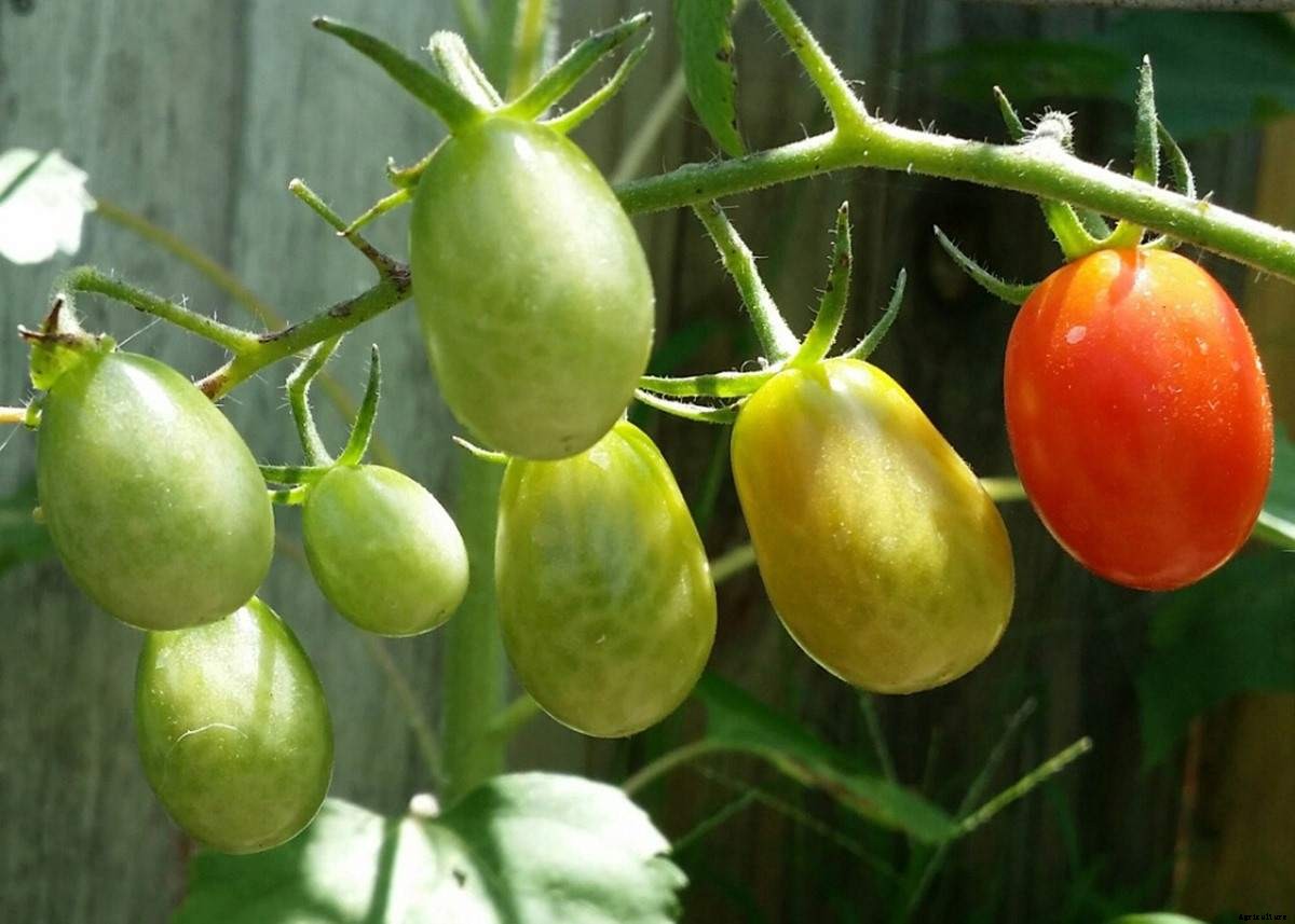 Growing Roma Tomatoes In Pots – From Seeds At Home