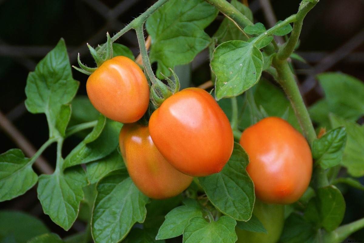 Growing Roma Tomatoes In Pots – From Seeds At Home
