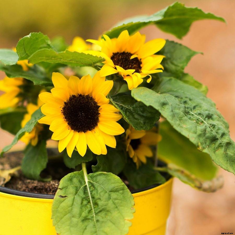Growing Sunflower In Pots – From  Seed At Home