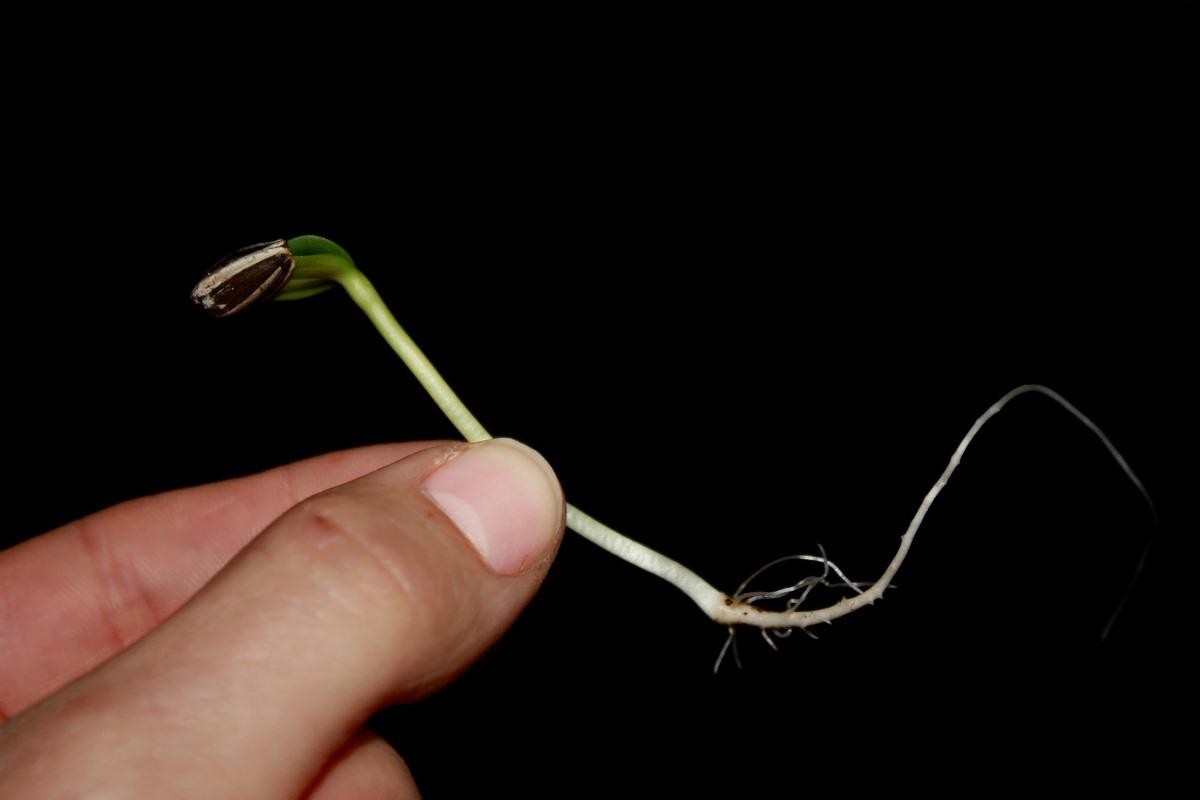 Growing Sunflower In Pots – From  Seed At Home