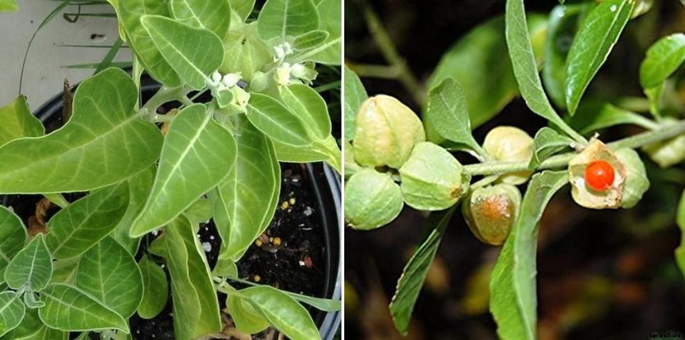 Growing Ashwagandha In Pots – At Home In India