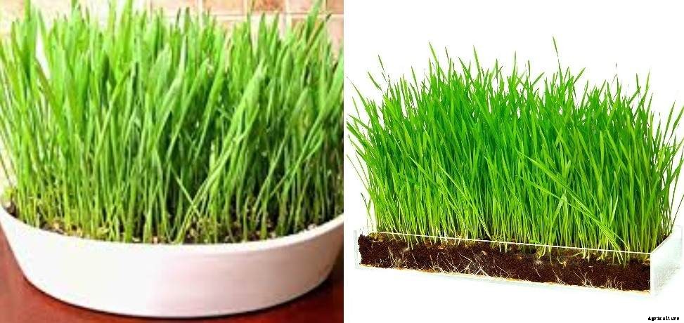 Growing Wheatgrass In Pots – Containers, Trays