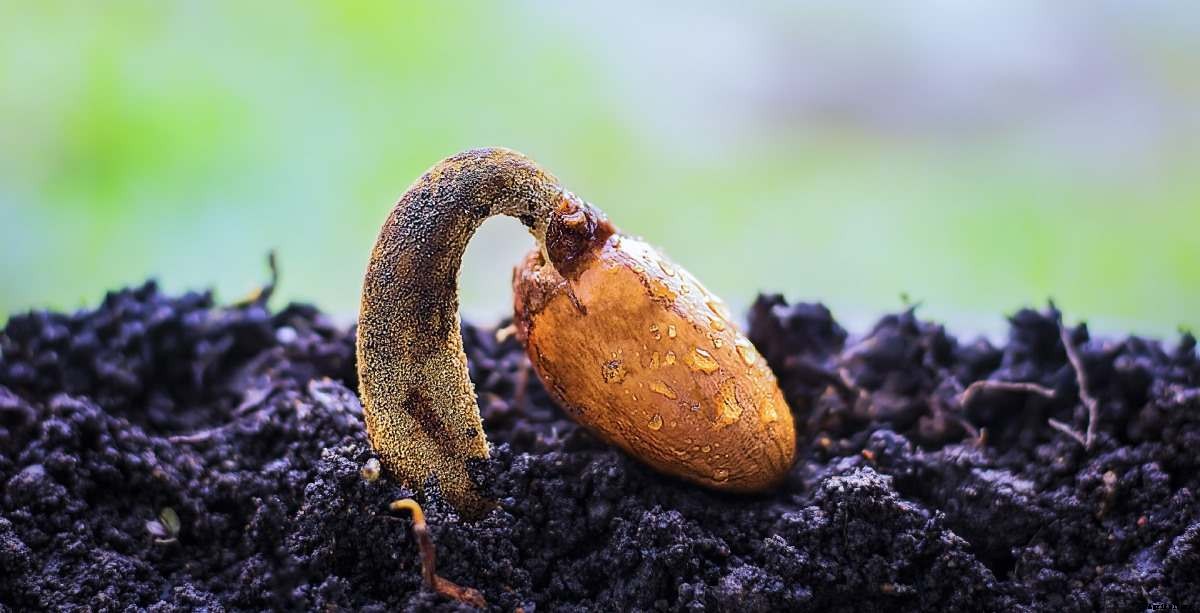 Growing Durian Fruit In Backyard – At Home