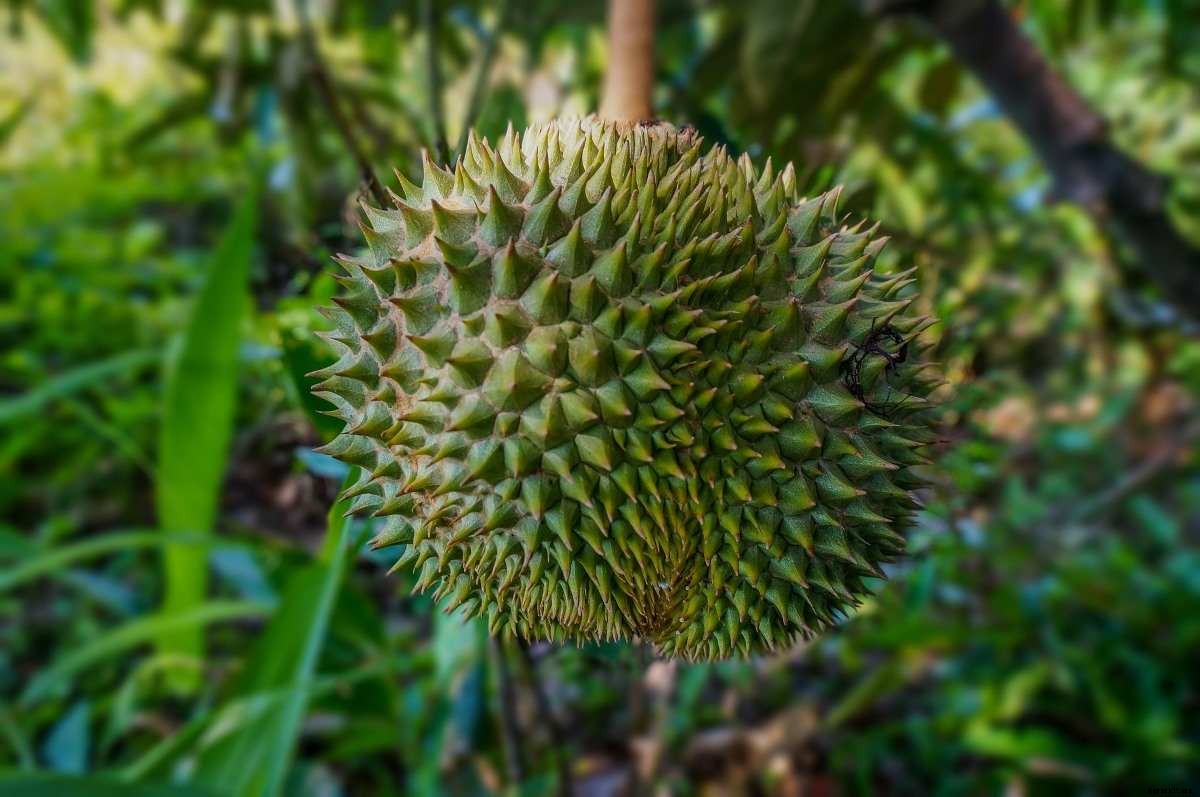 Growing Durian Fruit In Backyard – At Home
