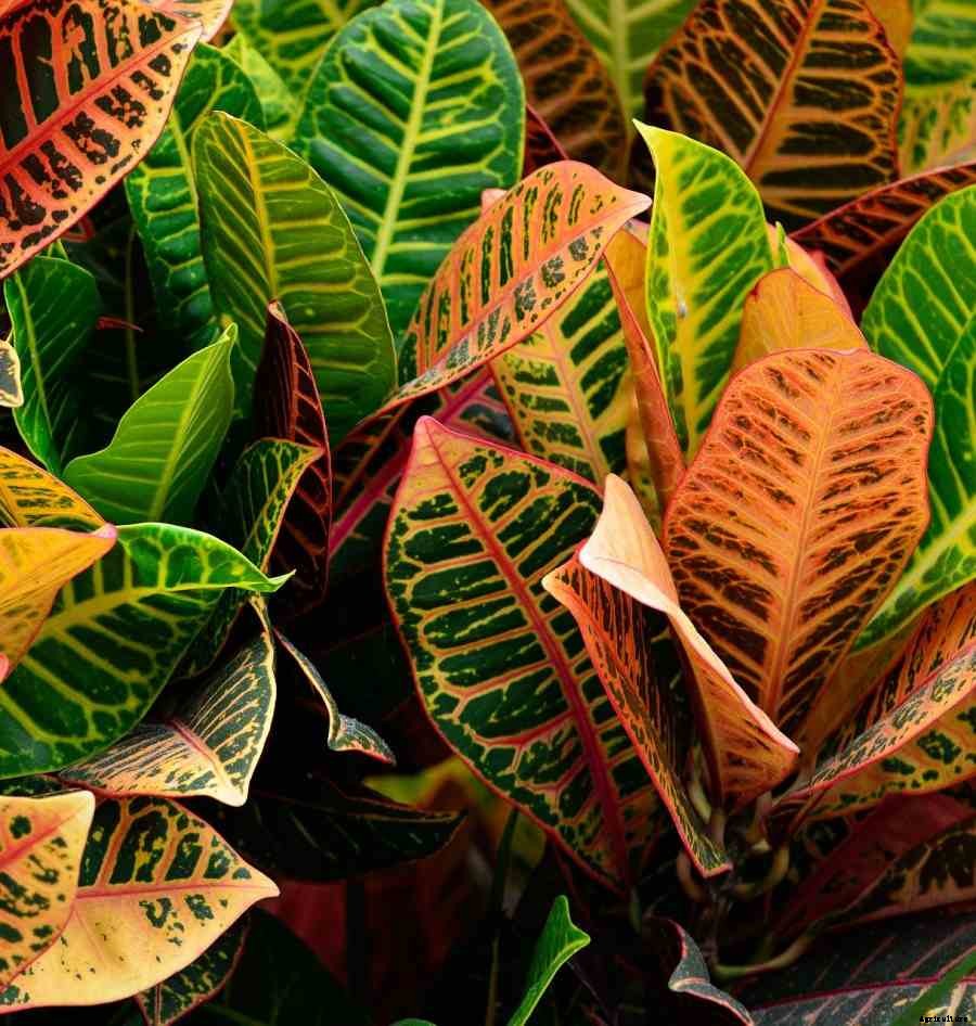 Growing Croton Plants – Indoors, Outdoors, Balcony, Terrace, Backyard From Cuttings At Home
