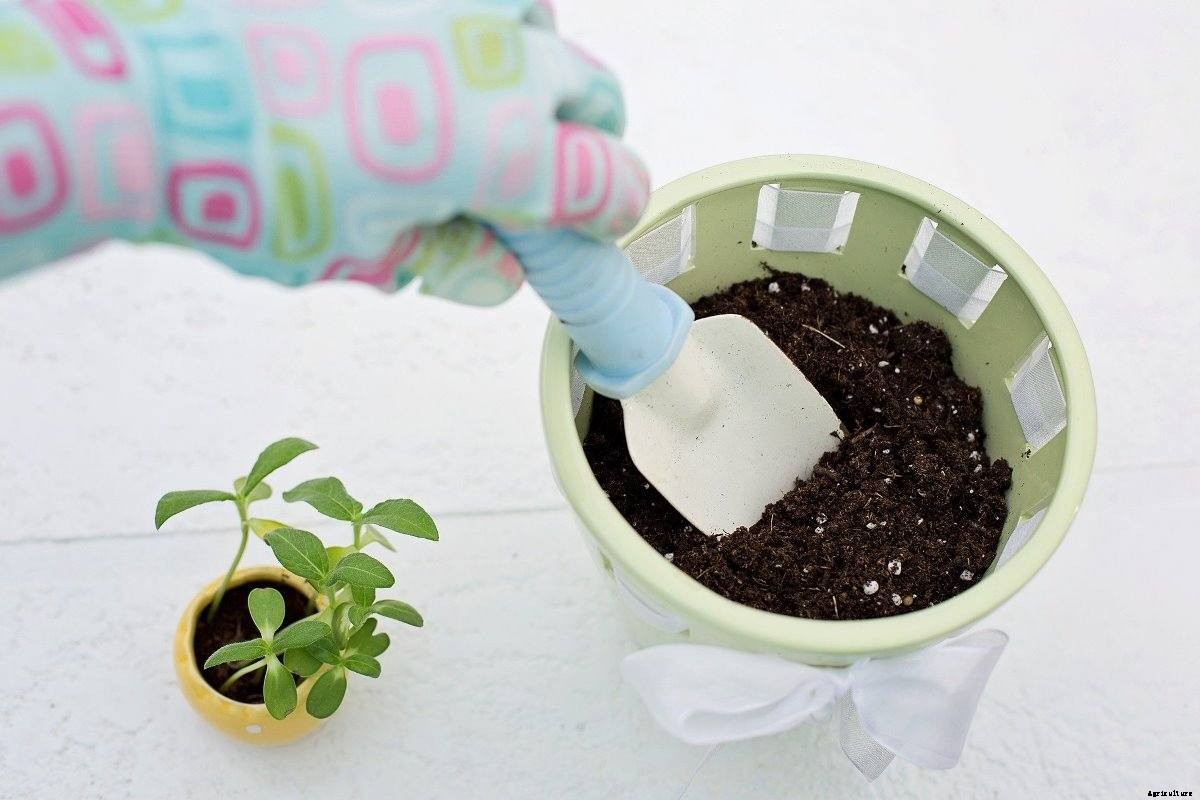 Growing Flowers In Pots At Home In India