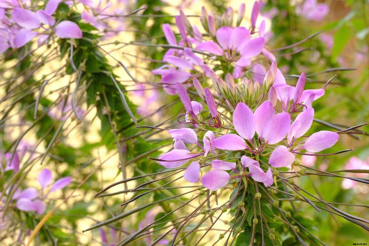 Water Growing Indoor Plants – Without Soil