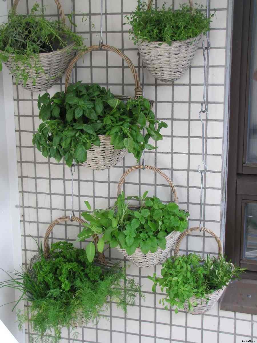 Growing Fruits And Vegetables In Hanging Baskets