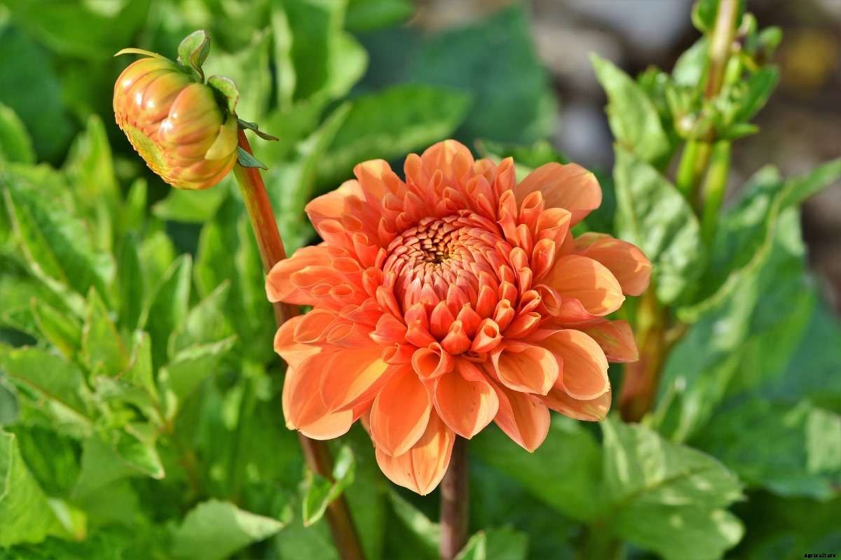 Growing Dahlia Flowers – From Tubers In Pots At Home