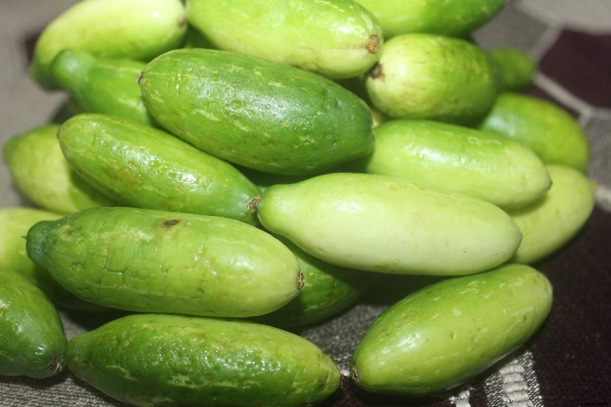 Growing Organic Ivy Gourd in Balcony – Tindora, Kovai, and Coccinia Grandis