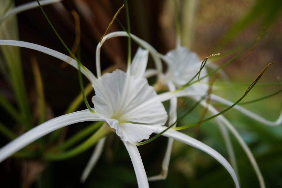 Balcony Plants – Low Maintenance, Creepers, Evergreen for Sunny, Shade Area