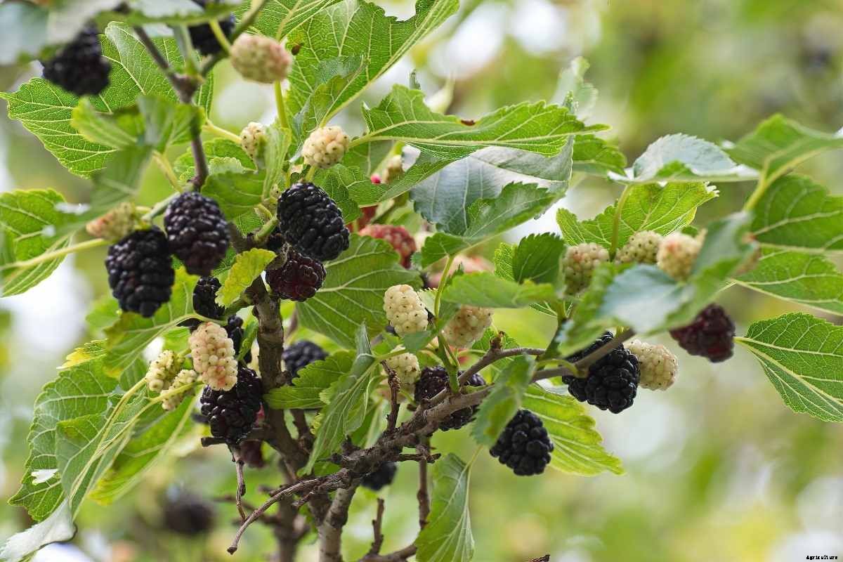 Growing Mulberries Indoors – In Containers At Home