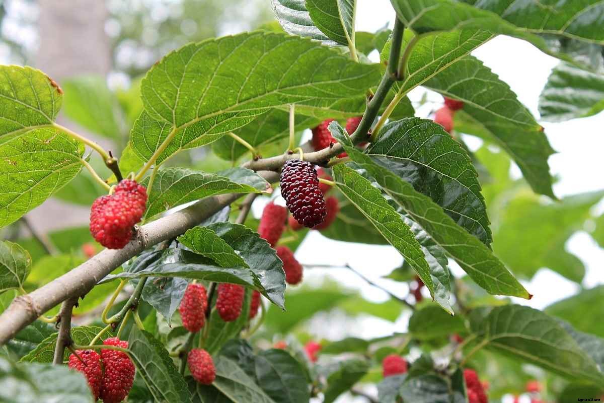 Growing Mulberries Indoors – In Containers At Home