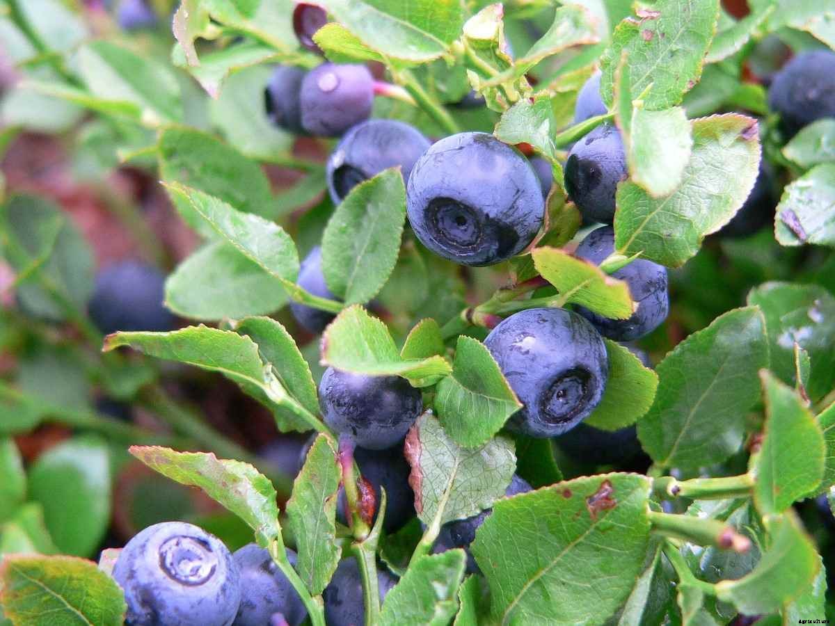 Growing Blueberries At Home – A Guide For Beginners