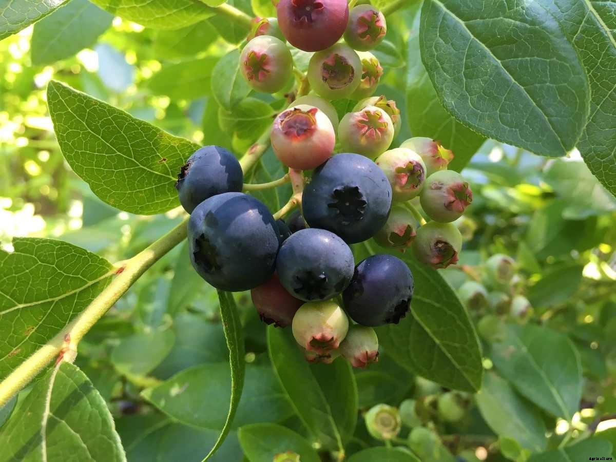 Growing Blueberries At Home – A Guide For Beginners