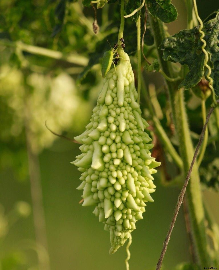 Growing Organic Bitter Gourd – On Terrace At Home