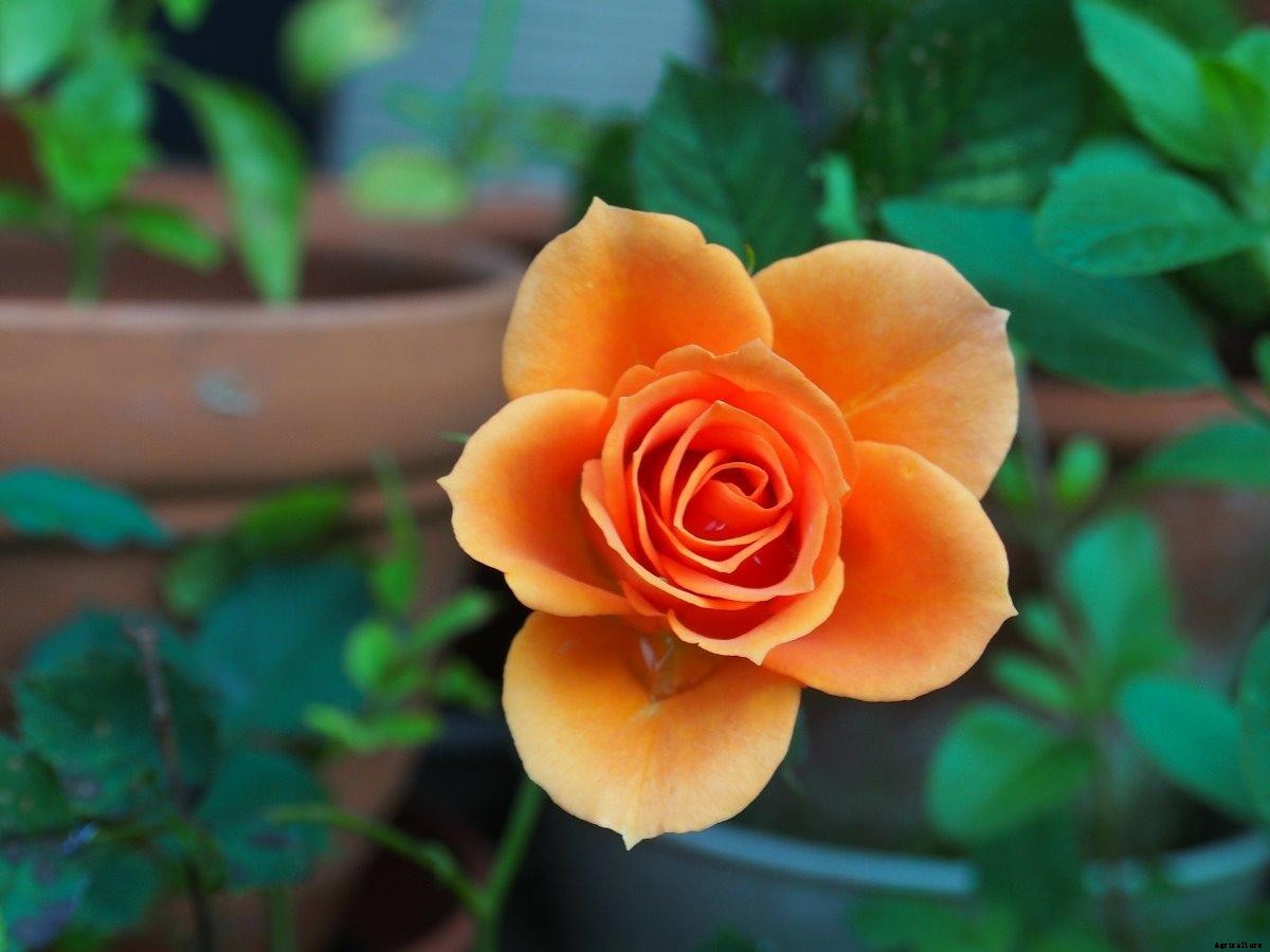 Growing Rose Plants On Terrace – In Pots, Containers