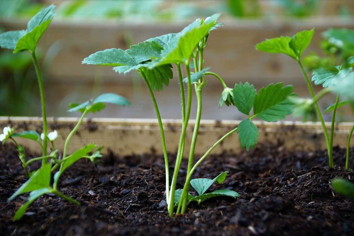 Growing Organic Strawberries On Terrace – In Pots