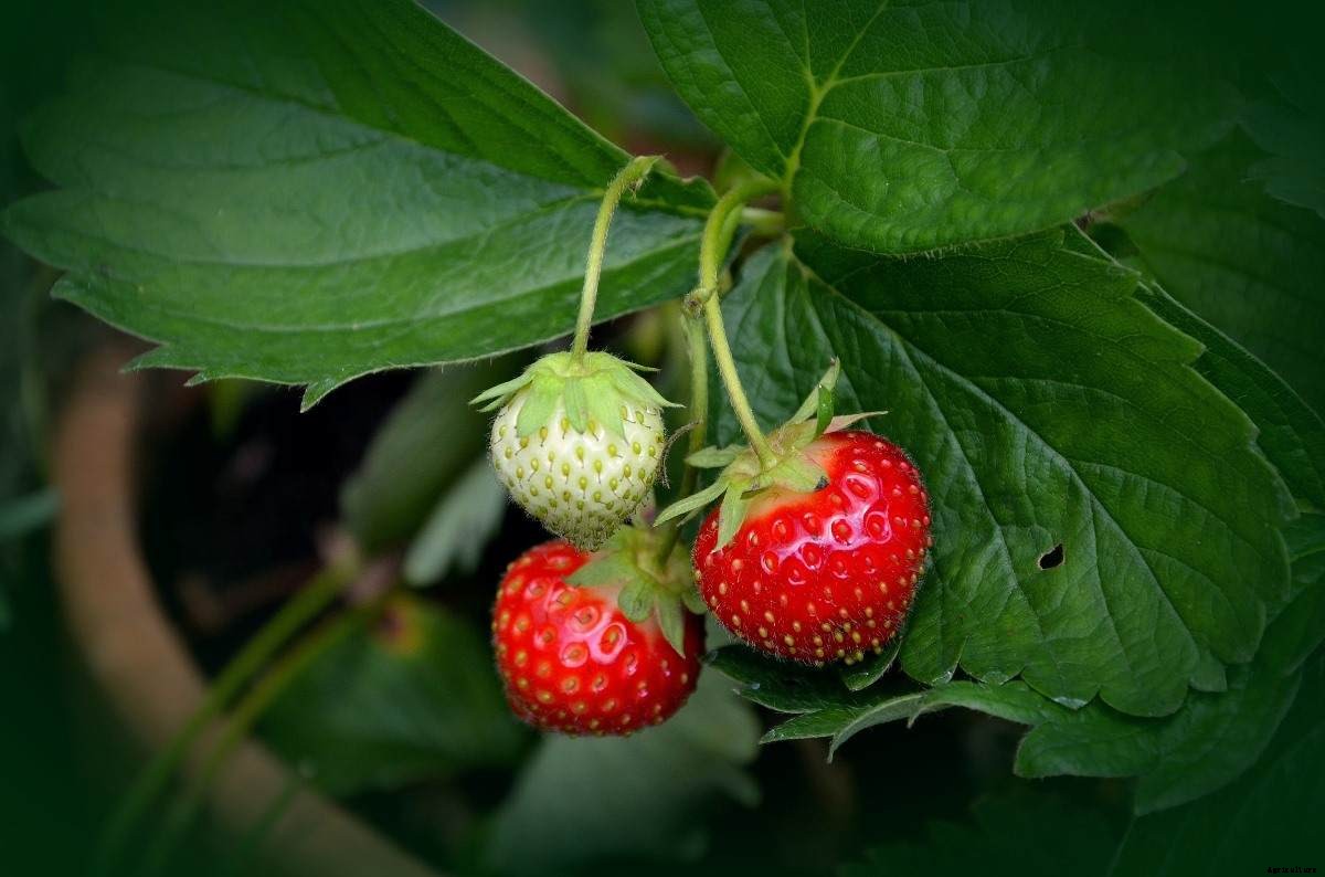 Growing Organic Strawberries On Terrace – In Pots