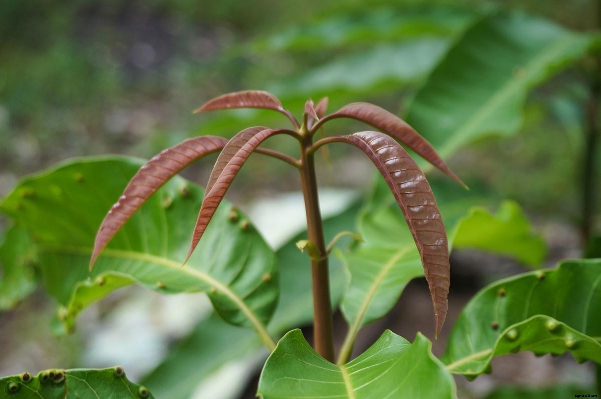 Growing Mango Tree In Backyard – A Beginners Guide