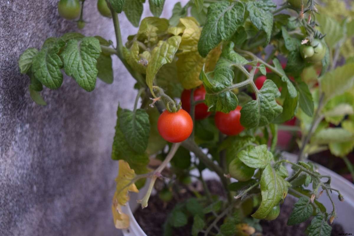 Growing Cherry Tomatoes At Home – In India