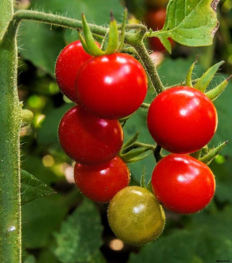 Growing Cherry Tomatoes At Home – In India