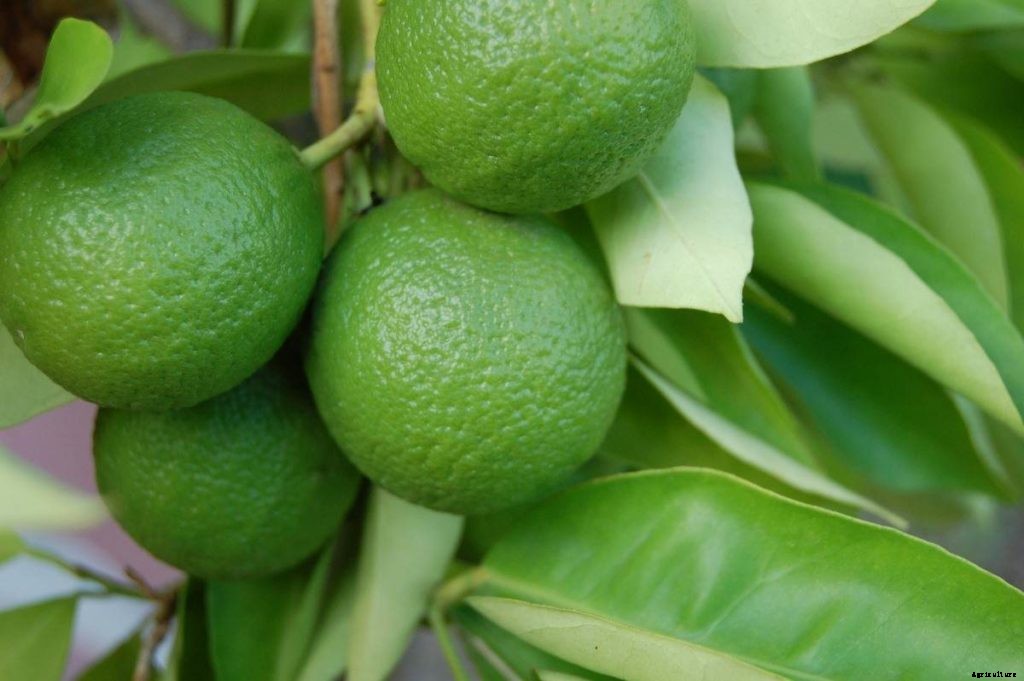 Growing Dwarf Lemon Trees – In Containers, Pots