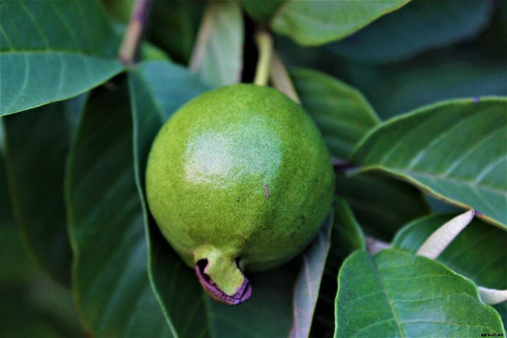 Growing Dwarf Guava – In Containers At Home