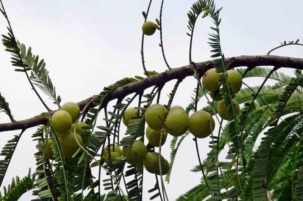 Growing Amla At Home – A Full Guide