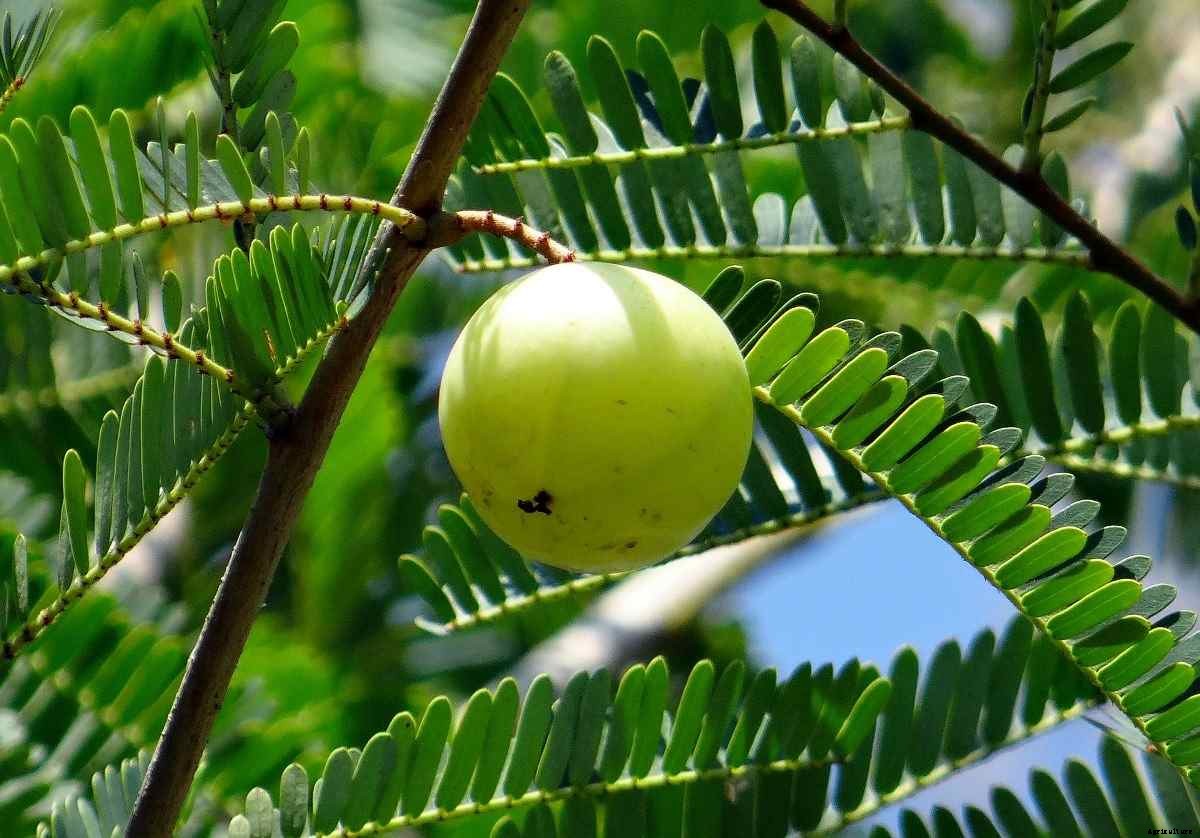 Growing Amla At Home – A Full Guide