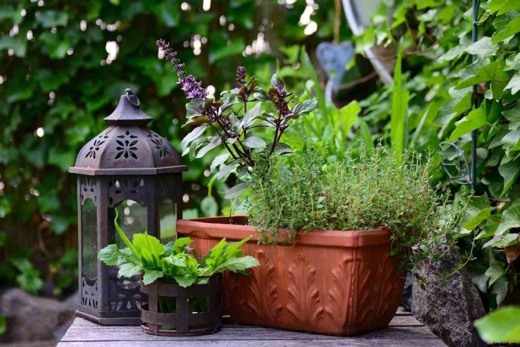 Container Gardening For Beginners – A Full Guide