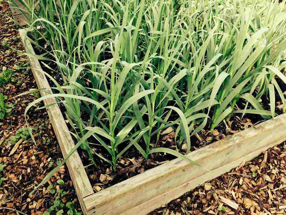 Growing Garlic In Balcony – A Beginners Guide