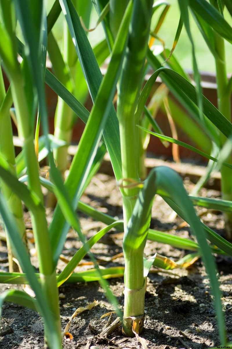 Growing Garlic In Balcony – A Beginners Guide