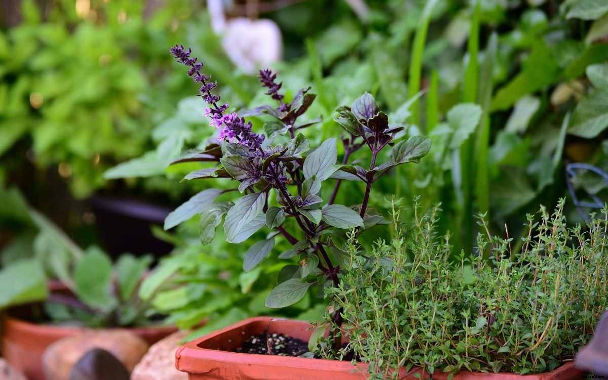 Balcony Gardening Tips For Beginners – In India