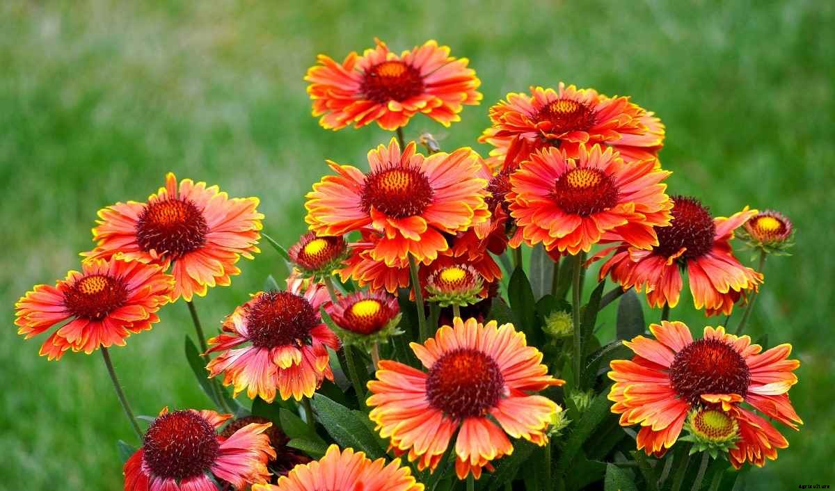 Growing Blanket Flowers In Pots (Gaillardia) – At Home