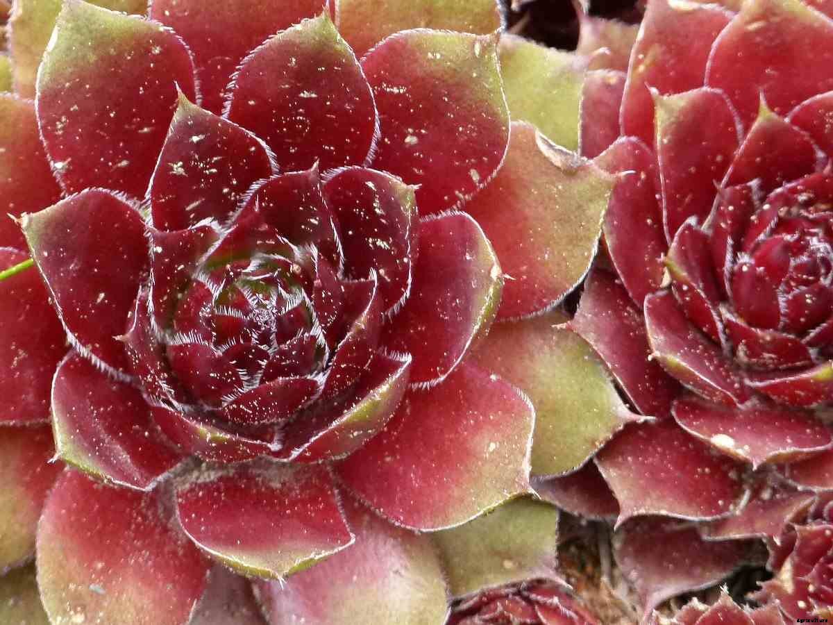 10 Best Succulents For Indoors
