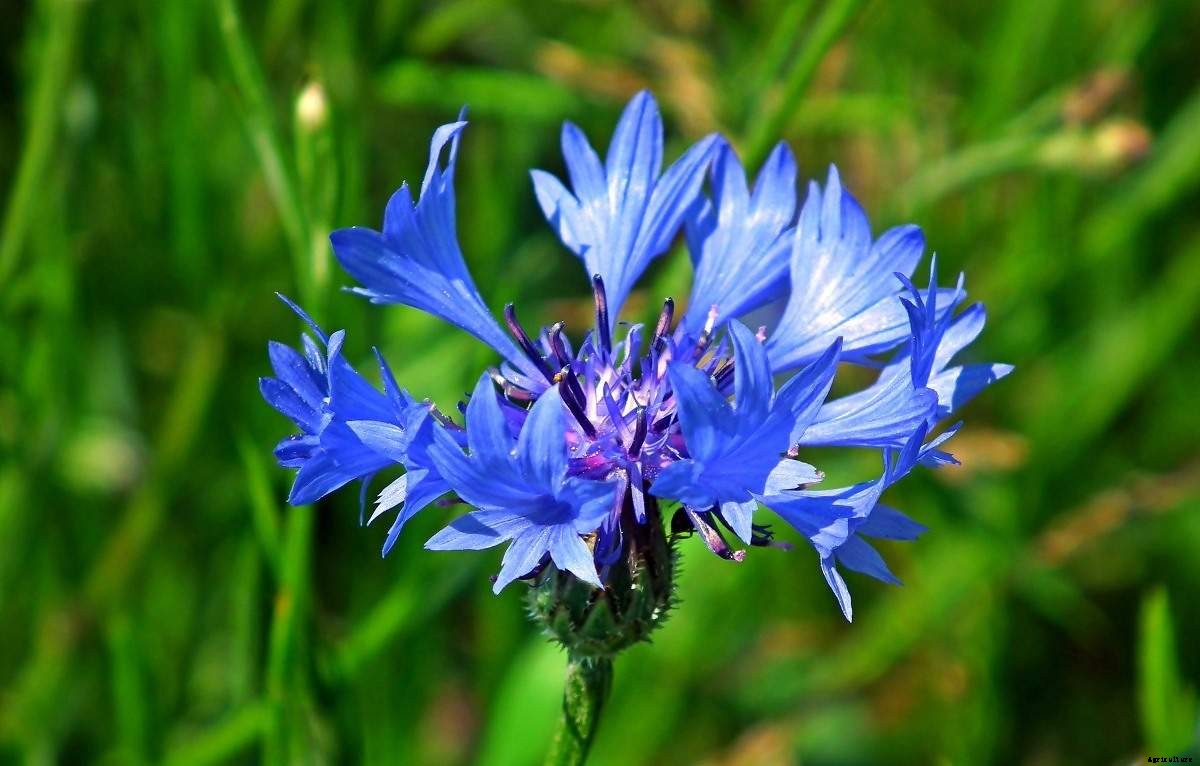 Growing Cornflowers In Containers – A Full Guide