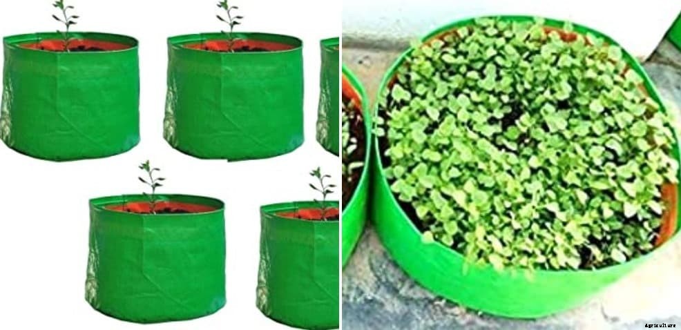 Growing Plants In Grow Bags –  Advantages And Problems