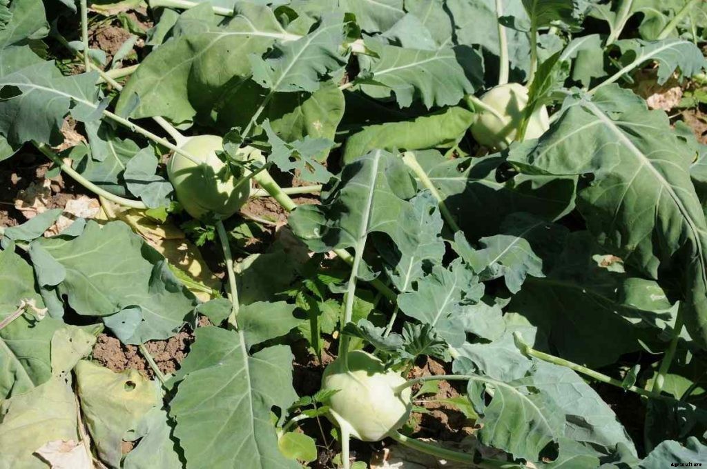 Growing Organic Kohlrabi – In The Home Garden