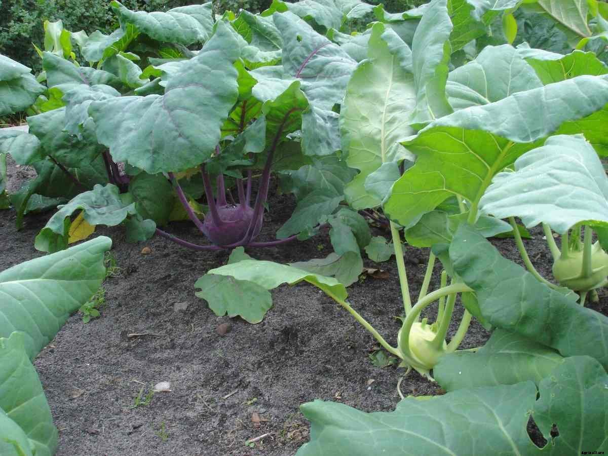 Growing Organic Kohlrabi – In The Home Garden