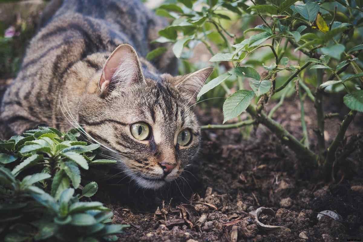 Protecting Your Garden From Animals and Birds